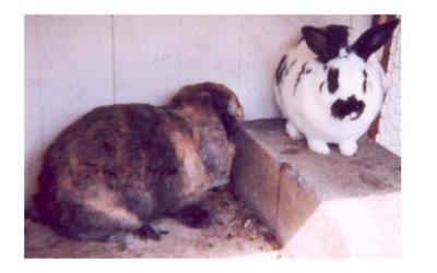 Flopsy & Mitsy 2 rabbits