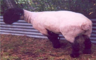 Suffolk sheep
